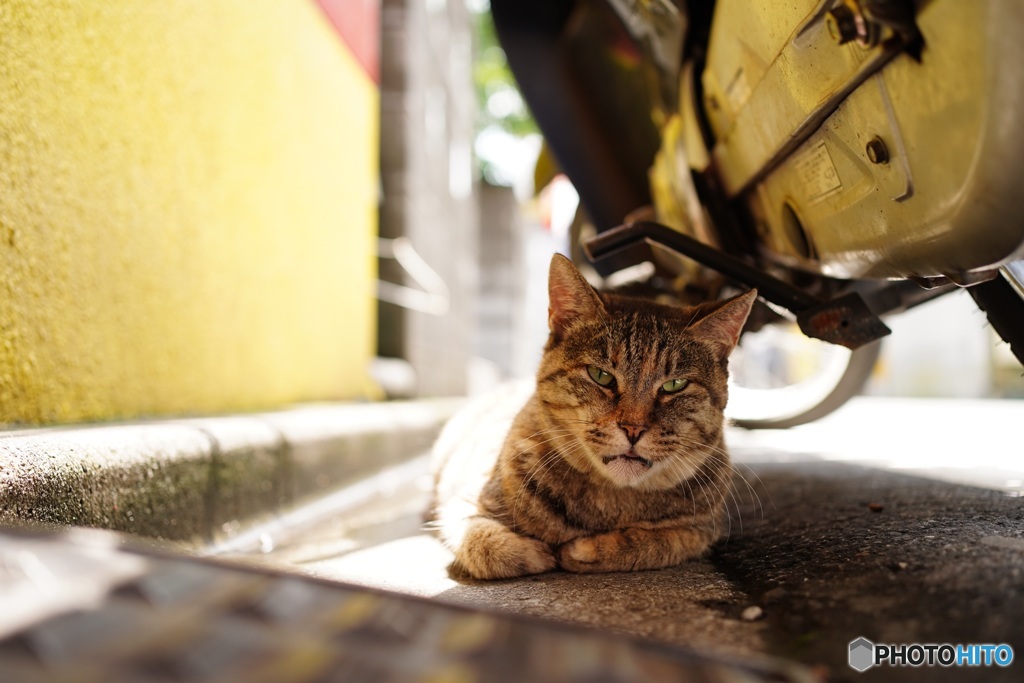 週末のニャンコ