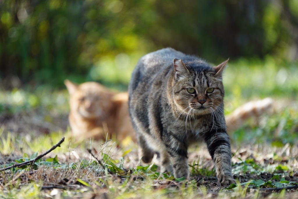 公園猫10