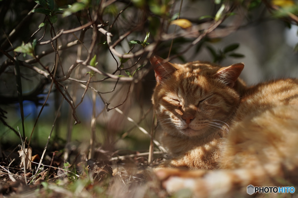 公園猫88