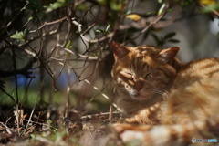 公園猫88