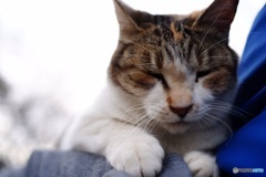 公園猫42