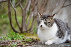 公園猫78