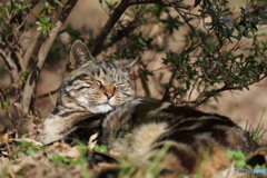 公園猫66