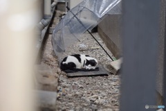 路地裏の猫