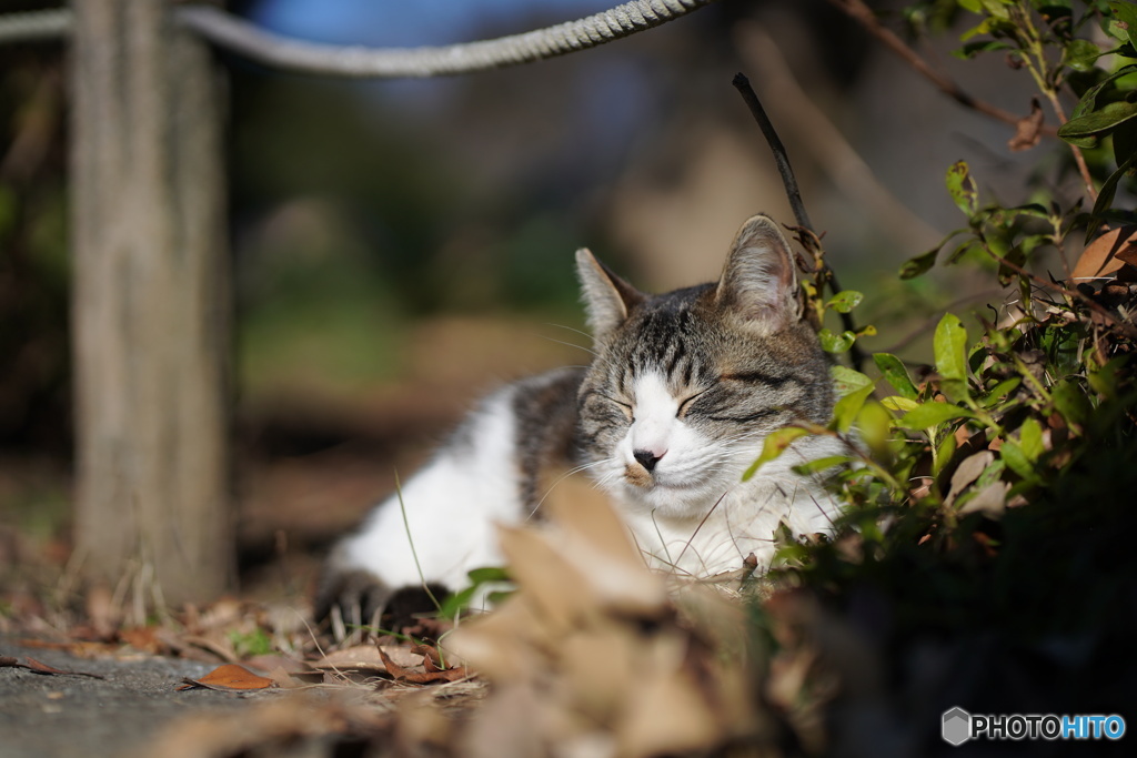 公園猫61
