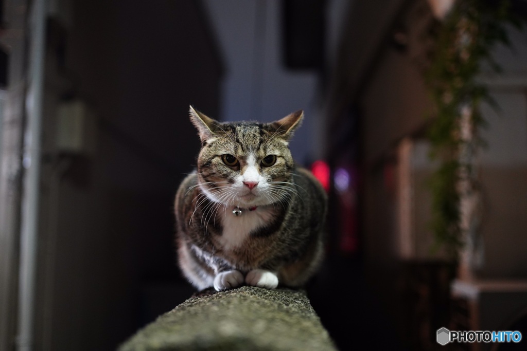 夜猫50