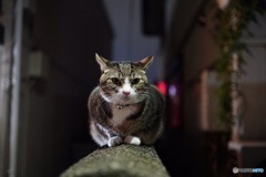 夜猫50