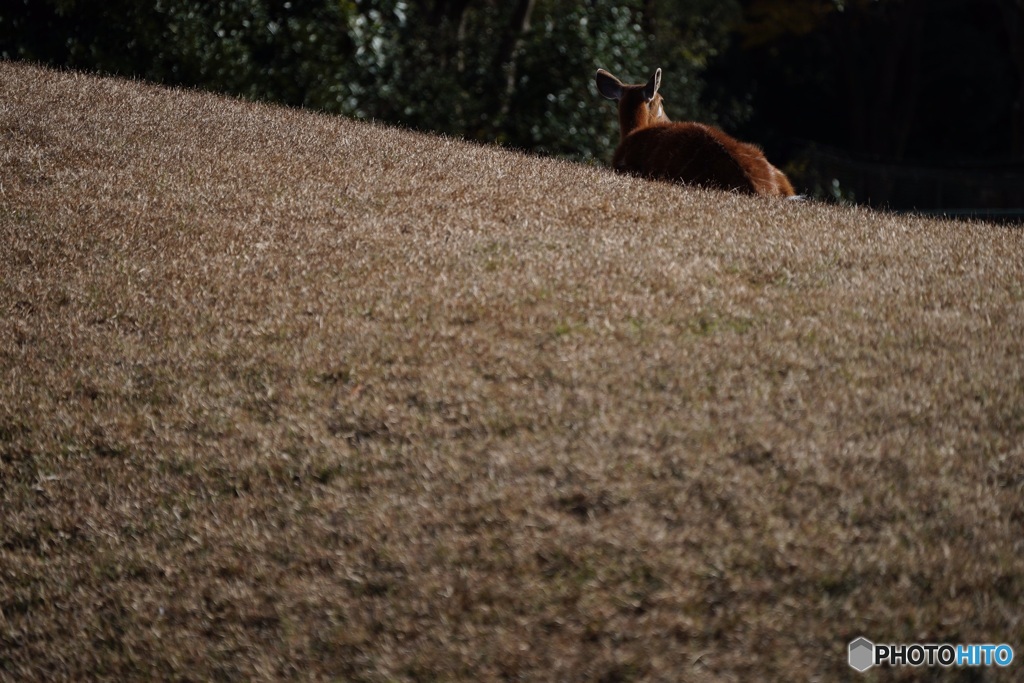 千葉市動物公園9