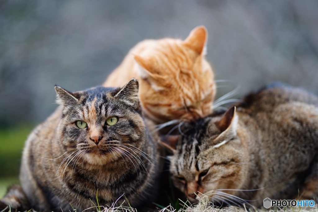 公園猫45