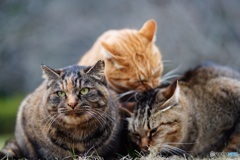 公園猫45