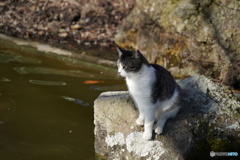 公園猫65