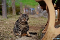公園猫29