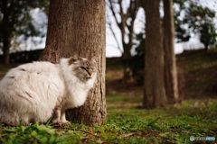 公園猫50