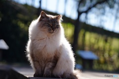 公園猫32