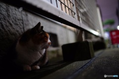 夜猫55