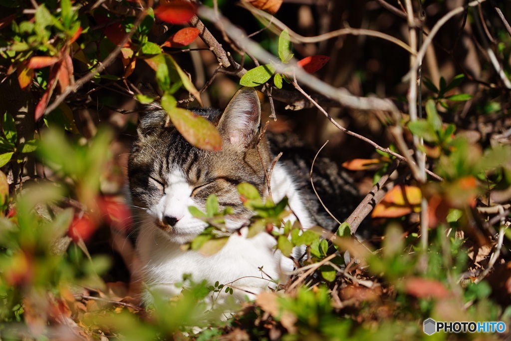 公園猫34