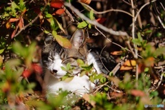 公園猫34