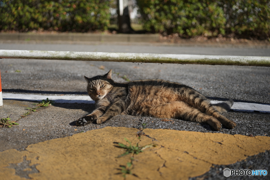 公園猫