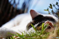 公園猫83