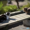 やっぱり猫が好き