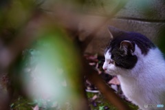 日曜日の猫達⑥