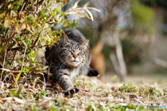 公園猫53