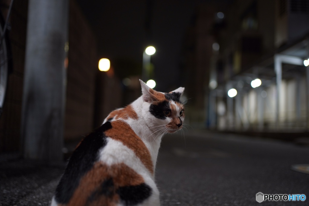 夜猫38