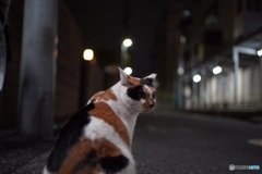 夜猫38