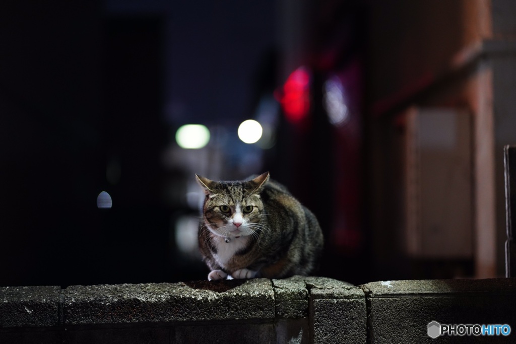 夜猫56