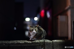 夜猫56
