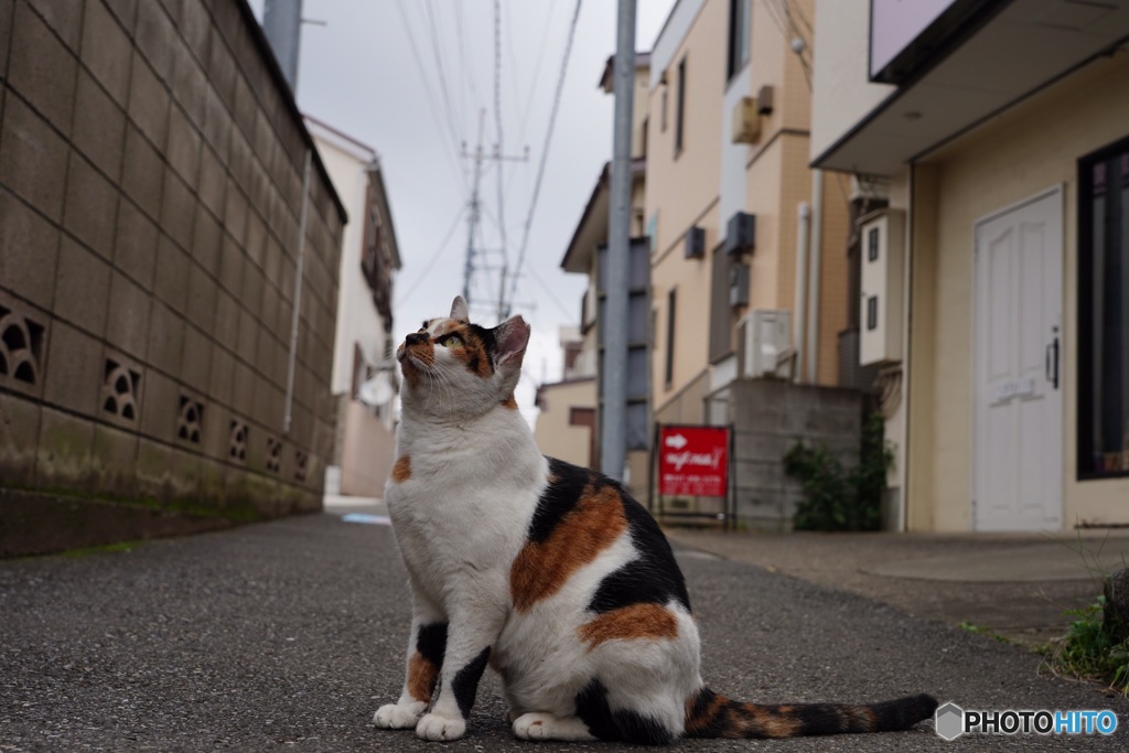 日曜日の猫達①