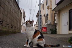 日曜日の猫達①