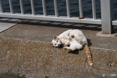 海沿い散歩中のにゃんこ