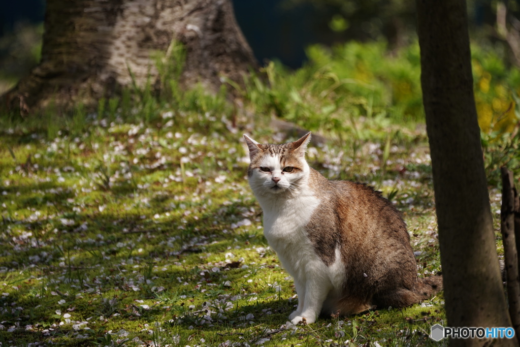 公園猫98