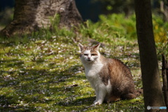 公園猫98