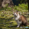 公園猫98
