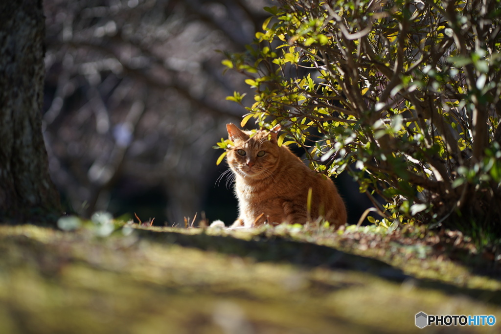 公園猫63
