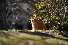 公園猫63
