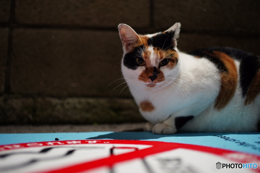 夜猫39