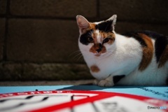 夜猫39