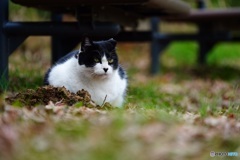 公園猫18