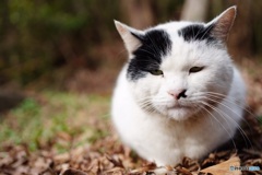 公園猫48