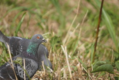 鳩の横顔