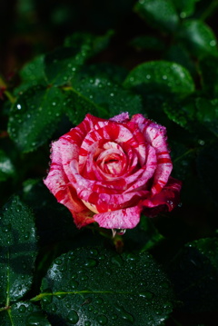 雨上がりの薔薇