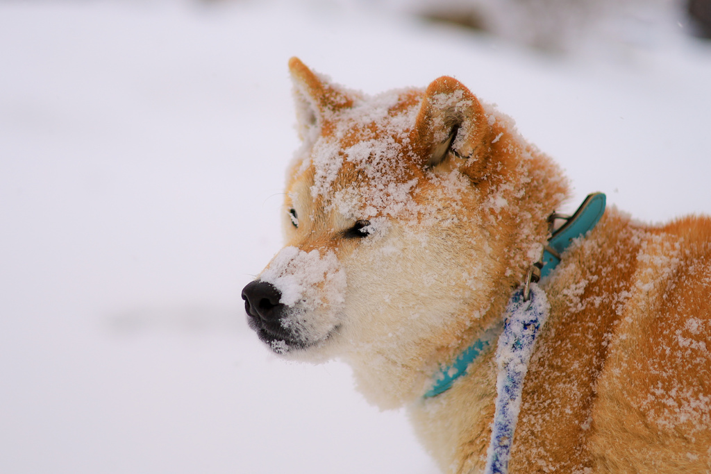 雪遊び