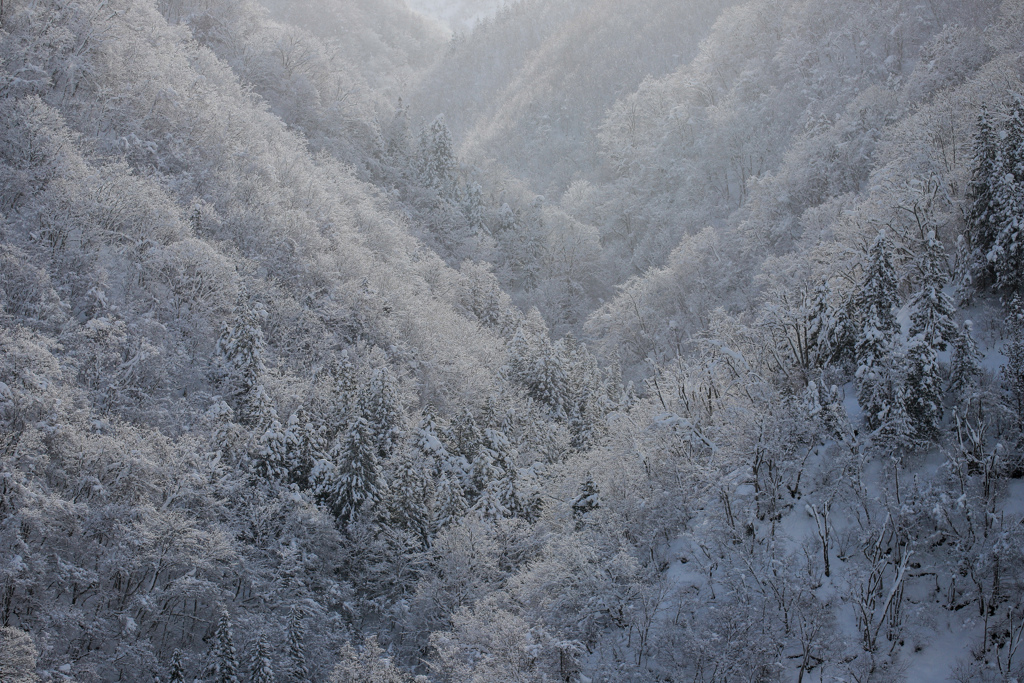 銀世界 by ヤスヒコ （ID：10085383） 写真共有サイトPHOTOHITO