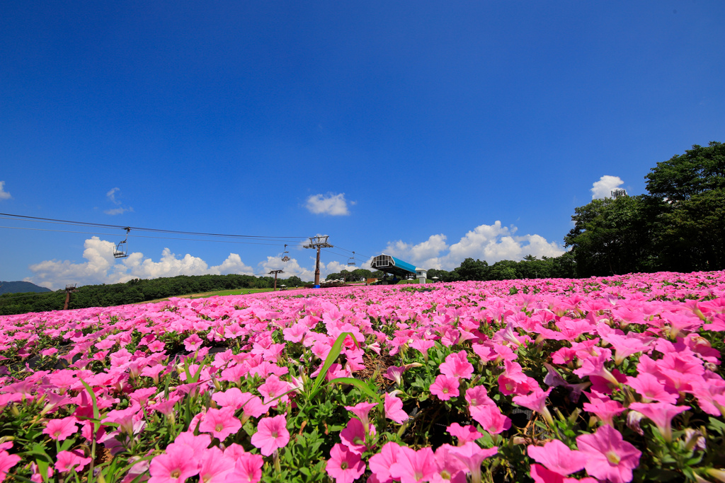 山頂の花畑