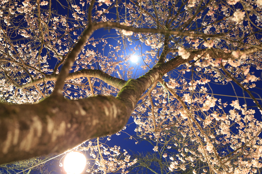 満月と夜桜