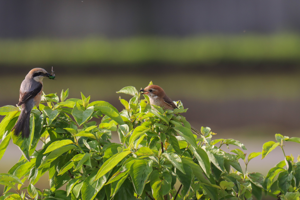 朝の虫食