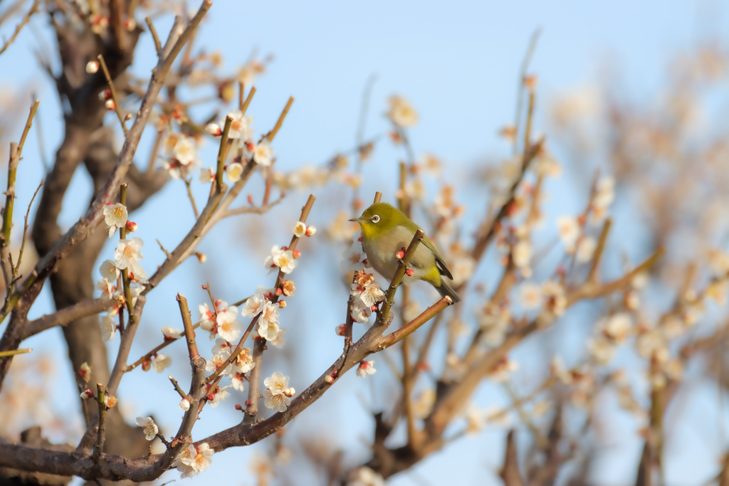 春らしく